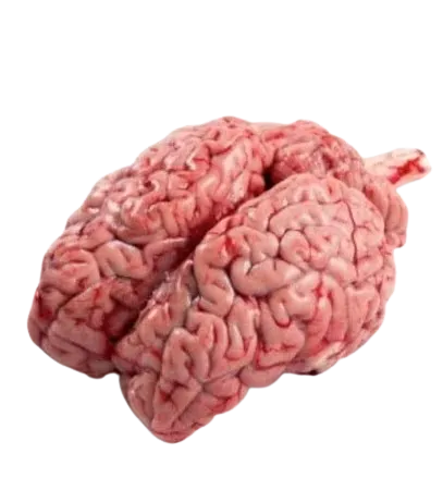 مخ عجل ماعون