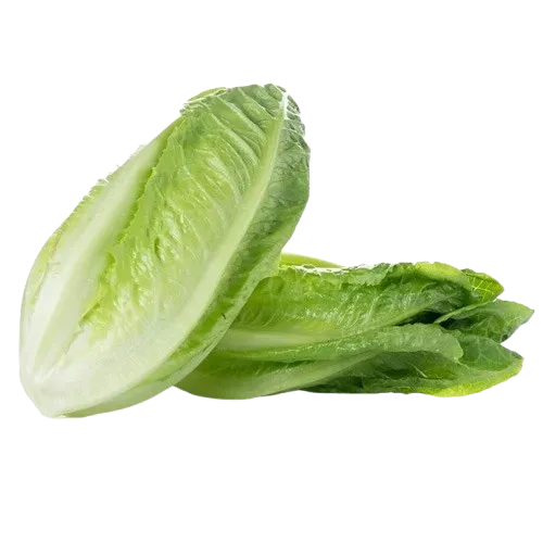خس عراقي 1قطعه